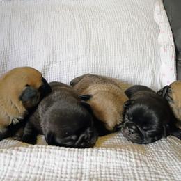 Smaller Jet black girl - Black female Pug puppy in Fall Creek, Wisconsin from Heartville Pugs