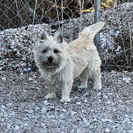 Saucey - Cairn Terrier