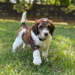 Anthony - Grey Collar - Brown male Poodle puppy in Monroe, North Carolina from The Klepper Homestead