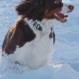 Australian Shepherds, Black and Tan Coonhounds, English Springer Spaniels, and Poodles from Aspenleiter’s Ranch Hands