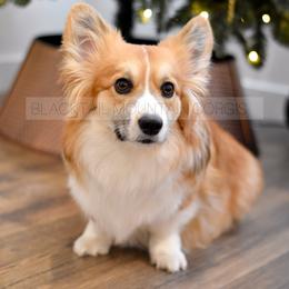 Juno - Pembroke Welsh Corgi