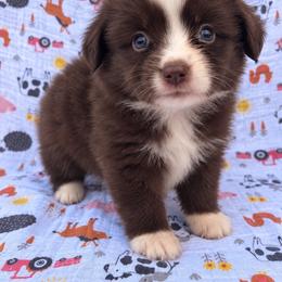 Bo Peep - Red & white female Miniature Australian Shepherd puppy in Stuart, Iowa from Arbor Hill Aussies