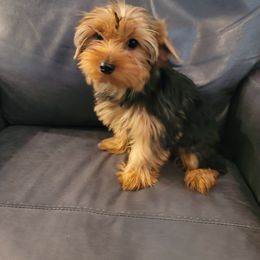 Boy 1 - Yorkshire Terrier puppy in Phoenix, Arizona from Saguaro Yorkie Ranch