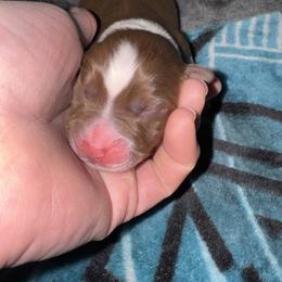 Peanut - Red tri-color male Australian Shepherd puppy in Wrightstown, New Jersey from Hartzland Farm Australian Shepherds