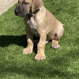 Great Dane Puppies from RoseCity Great Danes 🌹