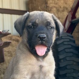 Aspen - Fawn male Mastiff puppy in Wewoka, Oklahoma from P Diamond Mastiffs