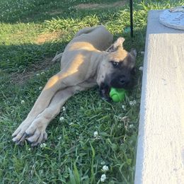 Cane Corso Puppies from Bayou Cane Corso