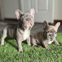 French Bulldog Puppies from Frenchies By Willows Pride