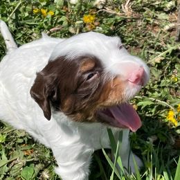 English Setter Puppies from English Setter Farms