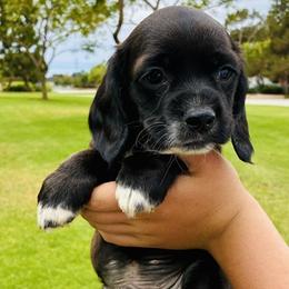 Boston - Black and white male Cocker Spaniel puppy in Santa Ana, California from American Cocker Spaniel