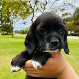 Boston - Black and white male Cocker Spaniel puppy in Santa Ana, California from American Cocker Spaniel