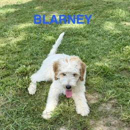 Cockapoo and Goldendoodle Puppies from Diva’s Darling Doodles
