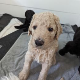 Linus - Cream Goldendoodle puppy in Stella, North Carolina from Jes & Matt's Goldendoodles