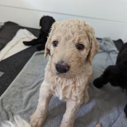 Linus - Cream Goldendoodle puppy in Stella, North Carolina from Jes & Matt's Goldendoodles