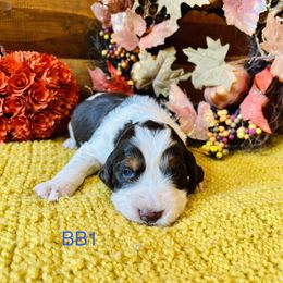 BB1 - Liver white and tan male English Springer Spaniel puppy in Britton, South Dakota from K&S Canines