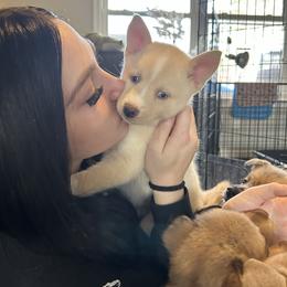 Boy - White male Pomsky puppy in Harpers Ferry, West Virginia from Brandie Kelley