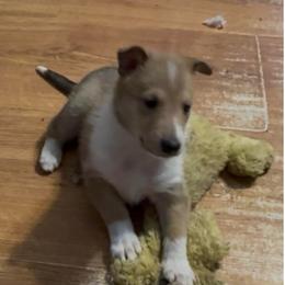 Adele - Sable female Collie puppy in Malvern, Arkansas from Lost Acres Collies