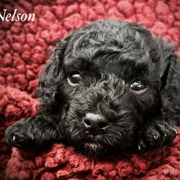 Nelson - Black male Cavapoo puppy in North Branch, Minnesota from Rosie’s Pups MN