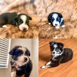 Pembroke Welsh Corgi and Toy Australian Shepherd Puppies from Double Bar H Corgis & Aussies