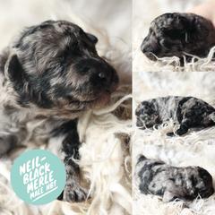 Neil - Black merle male Mudi puppy in Gatlinburg, Tennessee from Greenbrier