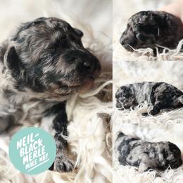 Neil - Black merle male Mudi puppy in Gatlinburg, Tennessee from Greenbrier