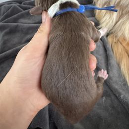 Branch - Red tri-color male Australian Shepherd puppy in Columbia Falls, Montana from Firefly Horse Co Wellness Retreat Center
