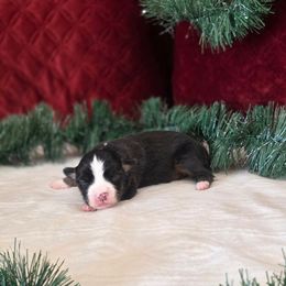 G - Black tri female Miniature Australian Shepherd puppy in Killen, Alabama from Wilkers Wholehearted Mini Aussies