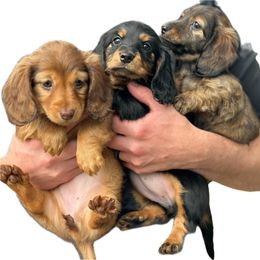 Dachshund Puppies from Mini Mighty Doxies