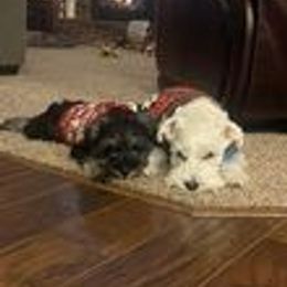 Miniature Schnauzer Puppies from Pups With Potential