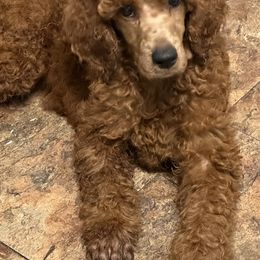 Poodle Puppies from Deblyns Poodles