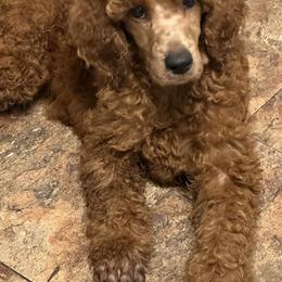 Poodle Puppies from Deblyns Poodles