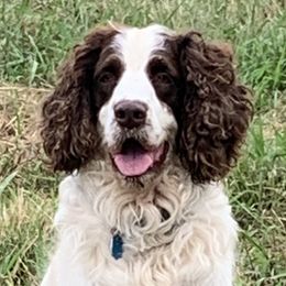 Gunner - English Springer Spaniel