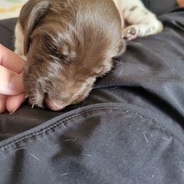 Boy 1 - Liver and white male German Shorthaired Pointer puppy in North Liberty, Iowa from Luna's GSP
