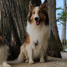 Shetland Sheepdogs from Willow Pond Farm Shelties