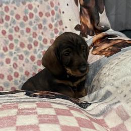 Felix - Wild boar male Dachshund puppy in Superior, Montana from Never Land Dachshunds of Montana
