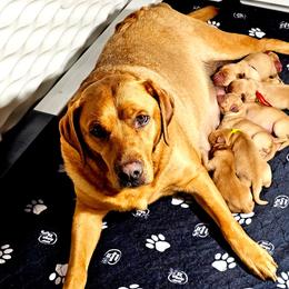 2nd fox red girl - Yellow female Labrador Retriever puppy in Swanton, Ohio from SilverWater Labs