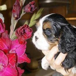 Cavalier King Charles Spaniel Puppies from London Fog Cavaliers