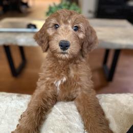Goldendoodle Puppies from Mountain Grove Doodles