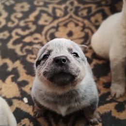 Clyde - Blue speckled male Australian Cattle Dog puppy in Morganton, North Carolina from Trinity C Acres