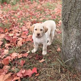Peaches-pink - Yellow female Labrador Retriever puppy in Tekonsha, Michigan from Asher Acres Labs