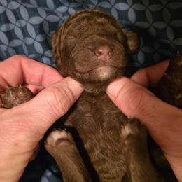 Ember - Phantom female Poodle puppy in New York from Powder Puff Poodles