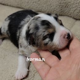 Norman - Blue merle male Miniature Australian Shepherd puppy in Waxhaw, North Carolina from Cane Creek Aussies