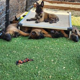 Belgian Malinois and Labrador Retriever Puppies from Wings of Freedom Retrievers and Malinois