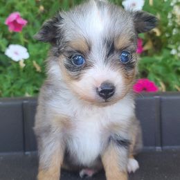 Miniature Australian Shepherds and Siberian Huskies from MightyTiny Kennel
