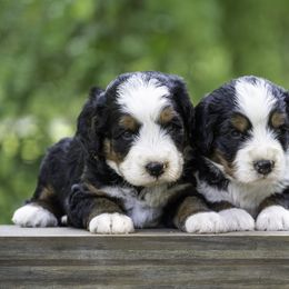 Australian Labradoodle Puppies from Skyedoodles Labradoodles