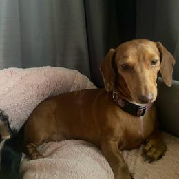 Lulu - Dachshund