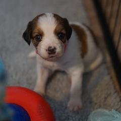 Pink - White and red female Nederlandse Kooikerhondje puppy in Chattanooga, Tennessee from Criterion Kooikerhondjes