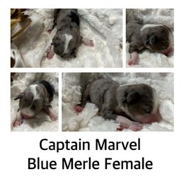 Captain Marvel - Blue merle Australian Shepherd puppy in Banning, California from Flying R Aussie Ranch