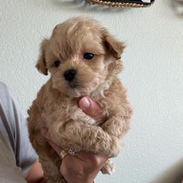 Lime Green Male - Apricot male Maltipoo puppy in Southern,, California from Maltipoo Tiny Pups & More