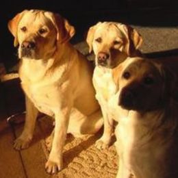 Labrador Retrievers from Shiloh Labradors